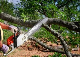 Professional Tree Services in Avon By The Sea, NJ