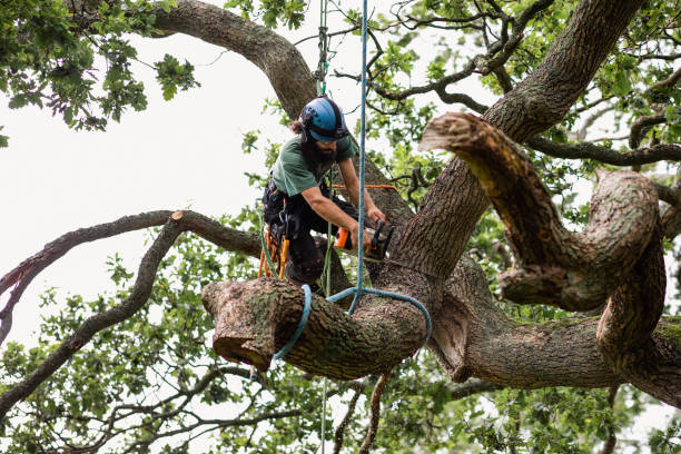 Best Tree Health Inspection  in Avon By The Sea, NJ