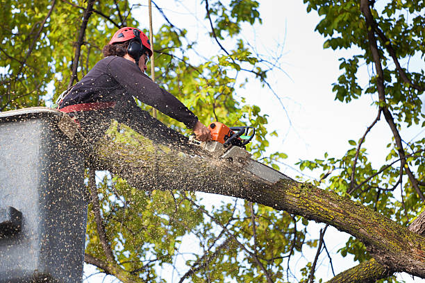 Best Palm Tree Trimming  in Avon By The Sea, NJ