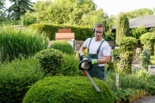 Best Root Management and Removal  in Avon By The Sea, NJ